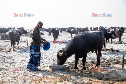 Bawoły wodne pasą się nad rzeką