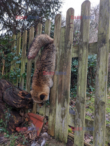 Ratownicy RSPCA podsumowują akcje ratunkowe zwierząt w 2024 roku