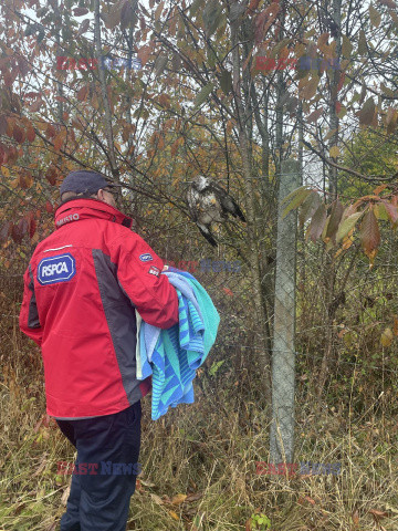 Ratownicy RSPCA podsumowują akcje ratunkowe zwierząt w 2024 roku