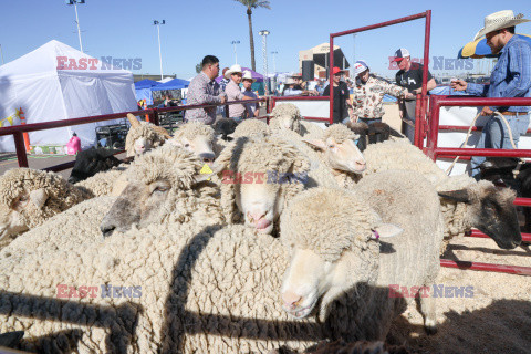 Pokaz zwierząt gospodarskich National Livestock Show