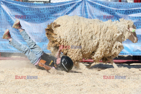 Pokaz zwierząt gospodarskich National Livestock Show