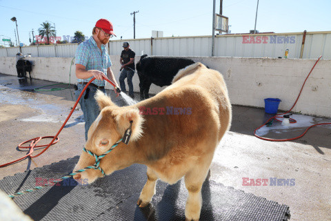 Pokaz zwierząt gospodarskich National Livestock Show