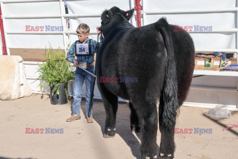 Pokaz zwierząt gospodarskich National Livestock Show