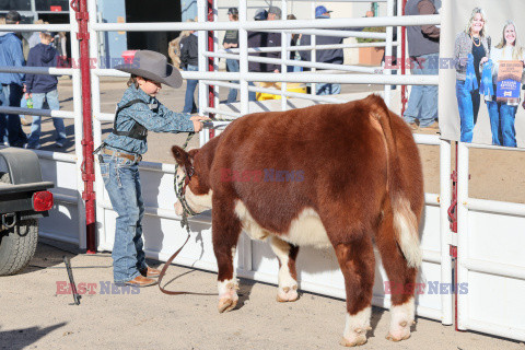 Pokaz zwierząt gospodarskich National Livestock Show