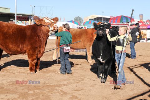 Pokaz zwierząt gospodarskich National Livestock Show