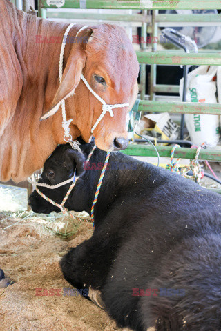 Pokaz zwierząt gospodarskich National Livestock Show