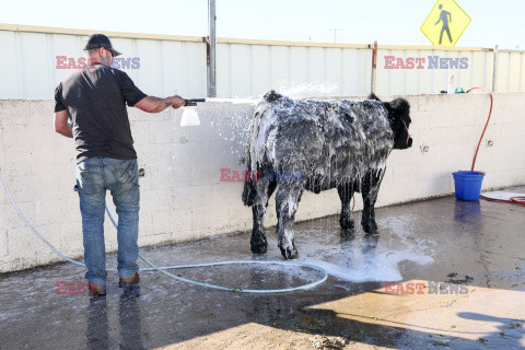 Pokaz zwierząt gospodarskich National Livestock Show