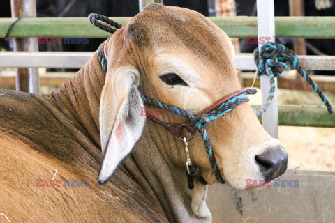 Pokaz zwierząt gospodarskich National Livestock Show