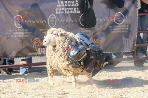 Pokaz zwierząt gospodarskich National Livestock Show