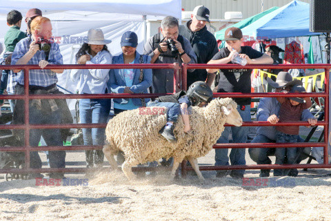 Pokaz zwierząt gospodarskich National Livestock Show