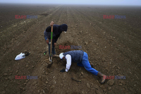 Nielegalne zatrudnienie na amerykańskich farmach