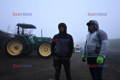 Nielegalne zatrudnienie na amerykańskich farmach