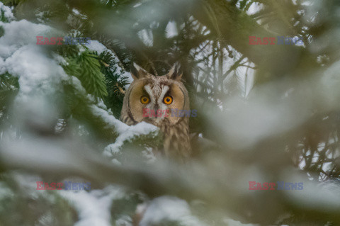 Sowa wpatruje się w fotografa