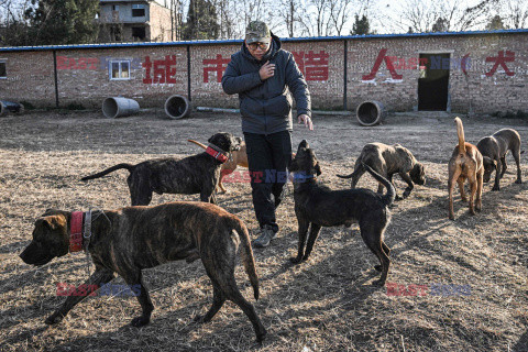 Nocne polowania na dziki - AFP