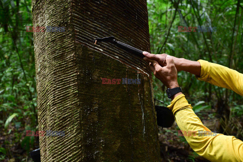 Zbieracze kauczuku w Amazonii - AFP