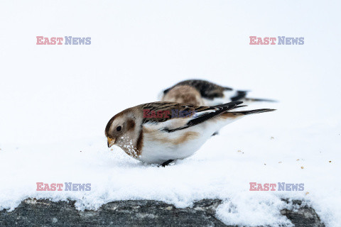 Trznadel śnieżny na śniegu