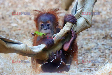 Matka orangutan zajmuje się młodym