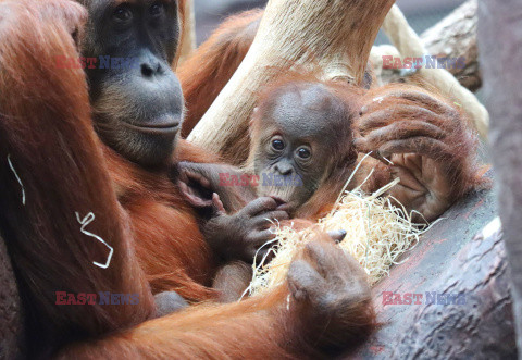 Matka orangutan zajmuje się młodym