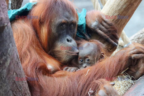 Matka orangutan zajmuje się młodym