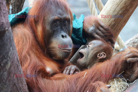 Matka orangutan zajmuje się młodym