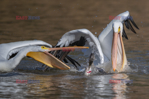 Kormoran wygrywa walkę z pelikanami o rybę