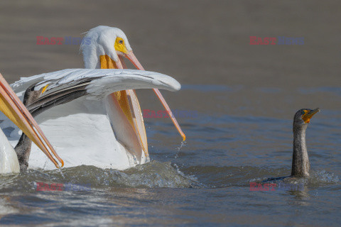 Kormoran wygrywa walkę z pelikanami o rybę