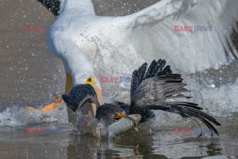 Kormoran wygrywa walkę z pelikanami o rybę