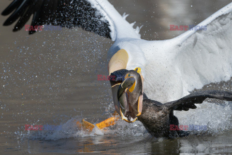 Kormoran wygrywa walkę z pelikanami o rybę