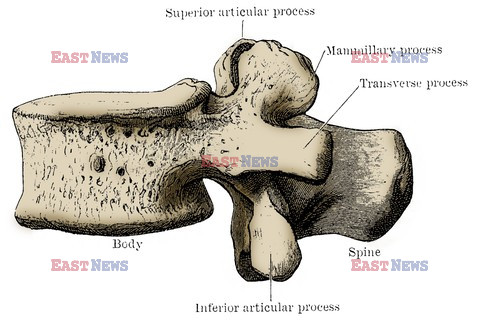 Anatomia 