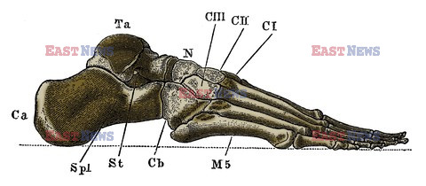 Anatomia 