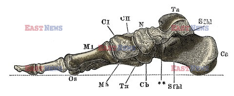 Anatomia 