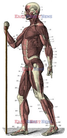 Anatomia 