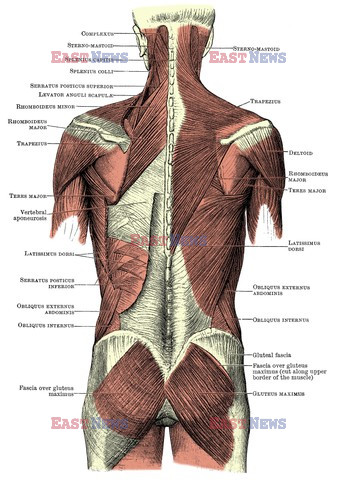 Anatomia 