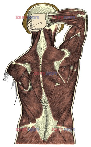 Anatomia 