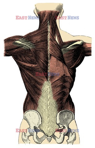 Anatomia 