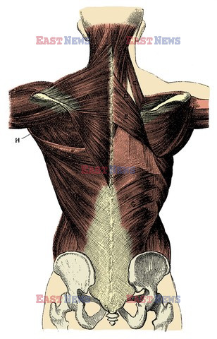 Anatomia 