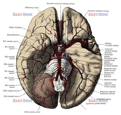 Anatomia 