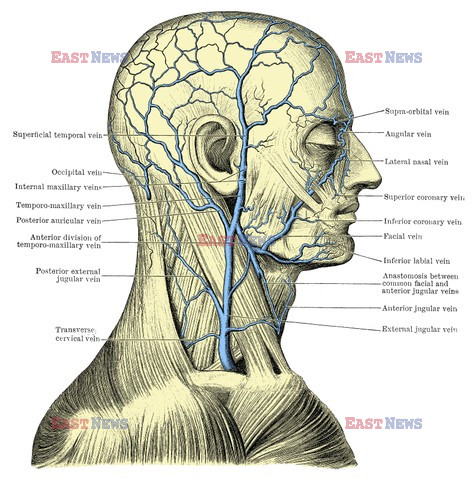 Anatomia 