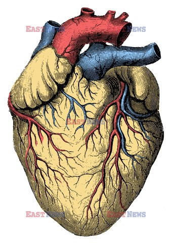 Anatomia 