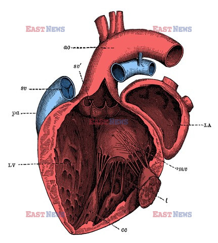 Anatomia 