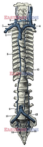 Anatomia 