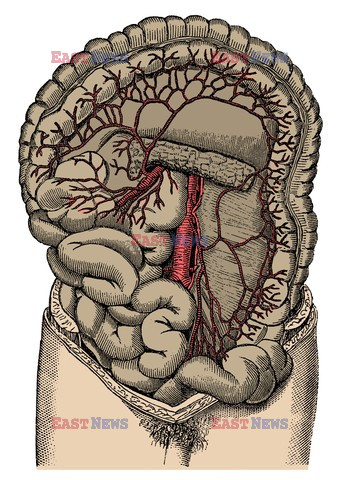 Anatomia 