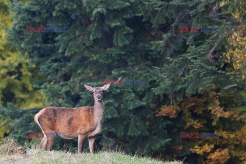 PIENINSKI PARK NARODOWY AdLa