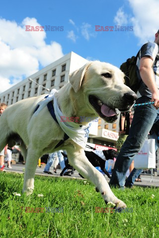 Parada Labradorów w Warszawie