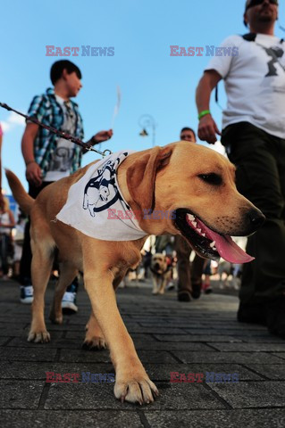 Parada Labradorów w Warszawie