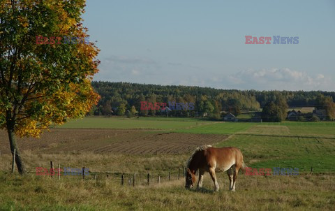 Podlasie Marek Bazak