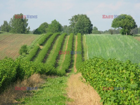 Sławomir Kordaczuk stock photos