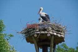 Podlasie Marek Bazak