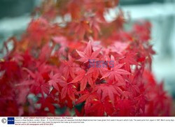 Autumn in Kew Gardens