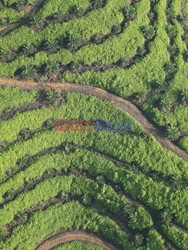 Aerial images of cityscape, landscape, and agriculture in Johor, Malaysia